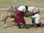 Nomads milking horses in Mongolia